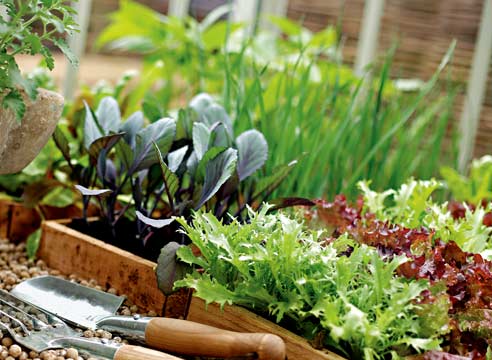 How to grow seedlings for flowers