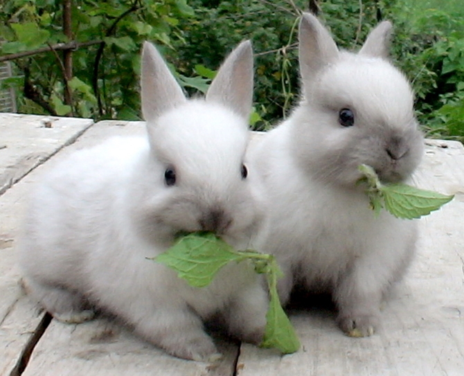 как кормить декоративных кроликов