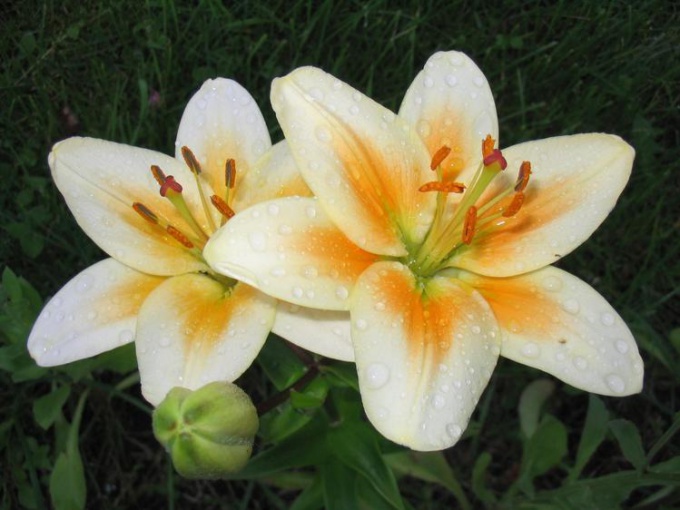 How to grow lilies