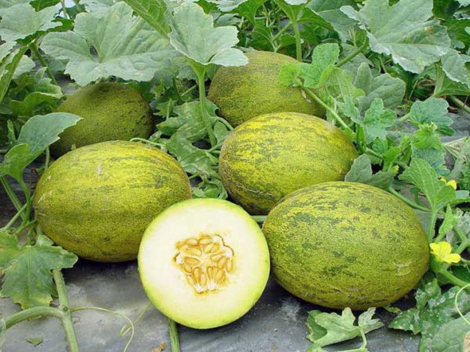 How to grow melon