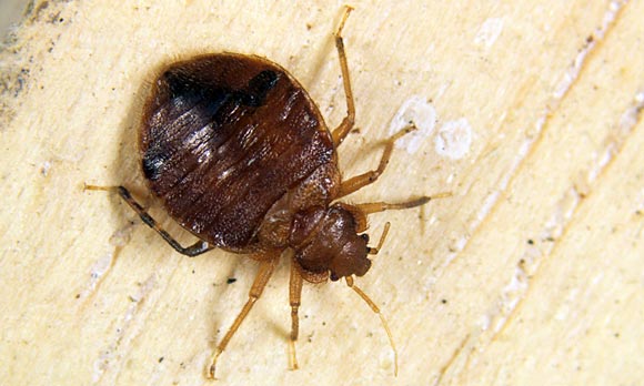 How to get rid of bed bugs bed