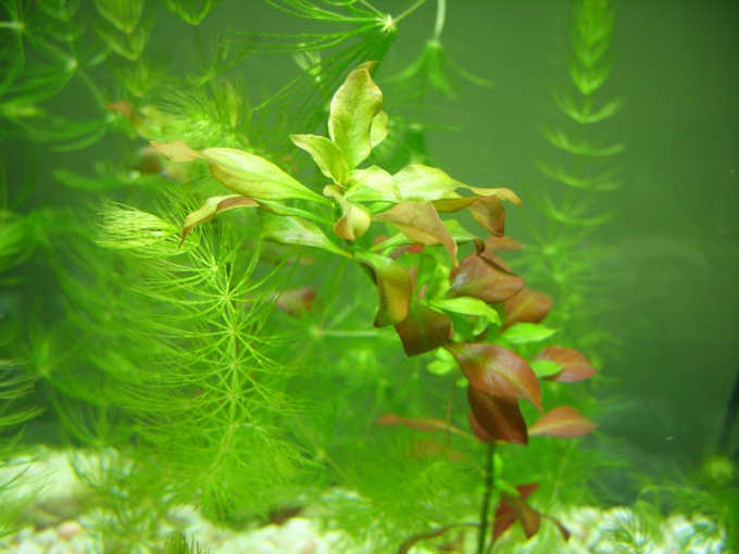 How to get rid of algae in aquarium