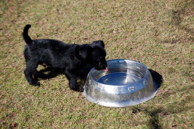 Don't forget to pour the puppy water