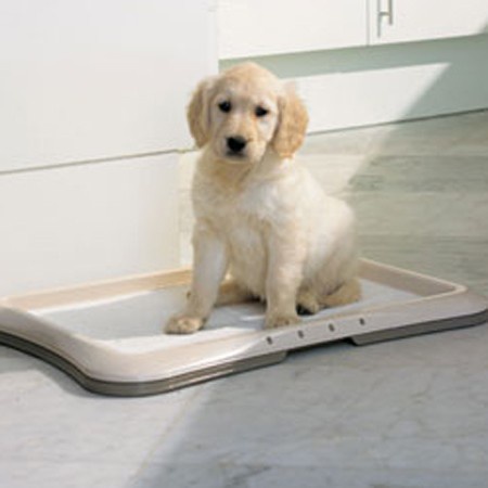 How to teach <strong>puppy</strong> to go to the toilet