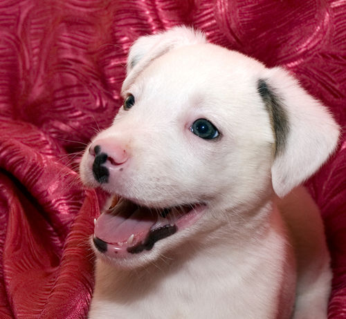 How to teach <strong>puppy</strong> to go to the toilet