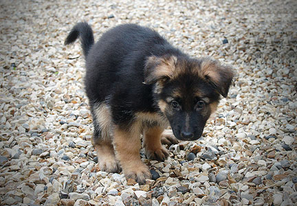 How to teach a puppy to go to the toilet