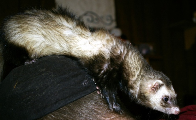 Ferret - an animal cunning and resourceful