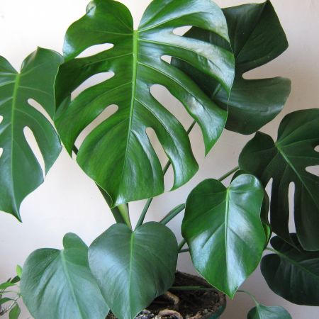 Monstera needs a transplant and the soil the growth