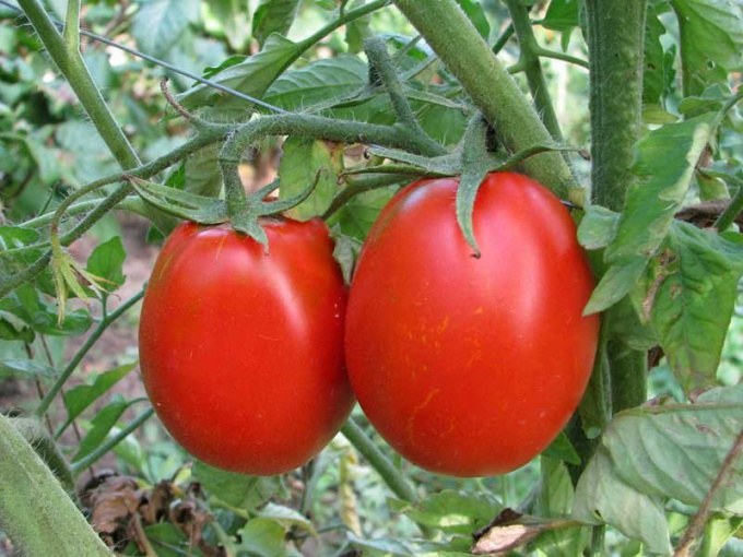 Как поливать томаты