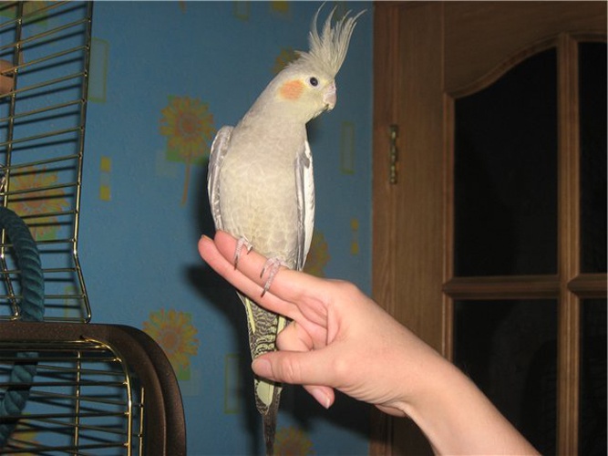 How to teach a parrot to sit on the arm