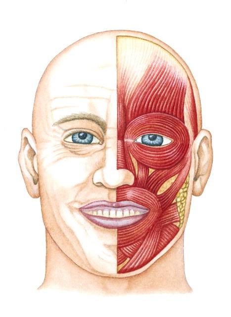 How to remove nasolabial folds