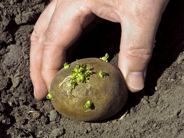 How to plant <strong>potato</strong>