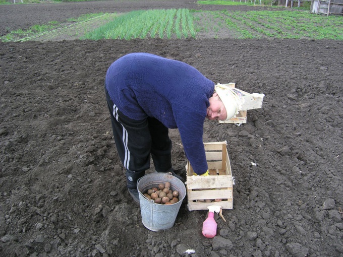 How to plant <strong>potato</strong>