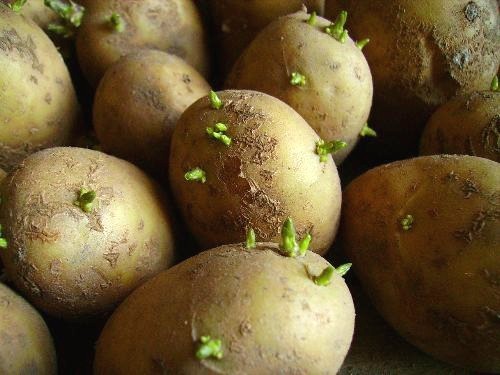 How to plant <strong>potato</strong>