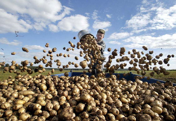 How to plant potatoes