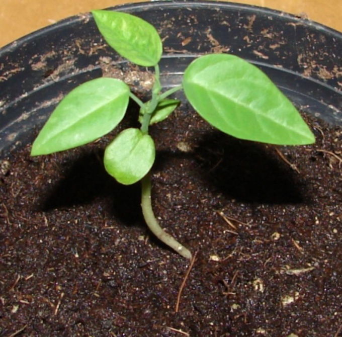 How to plant <strong>seed</strong>