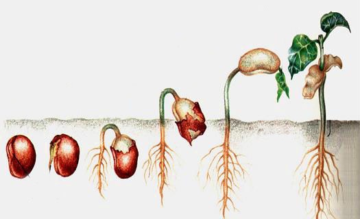 Как посадить семенами семена прайс аэлита