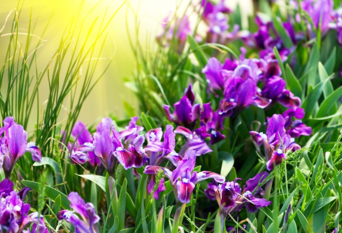 How to plant irises