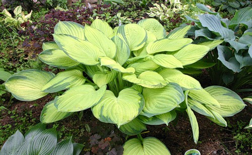 Hosta Gold Standard