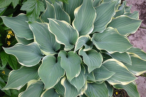 Hosta Regal Splendor