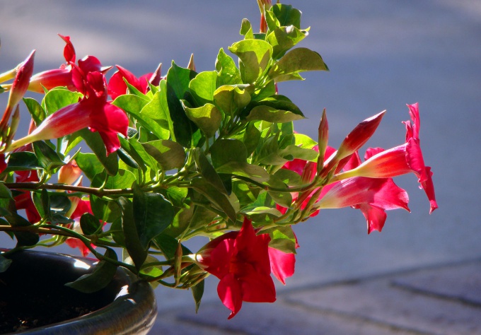 How to pinch back petunias