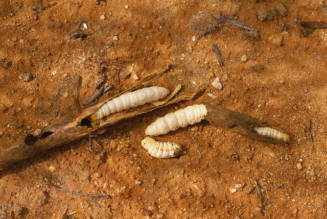 Maggots are larvae of the blue flies