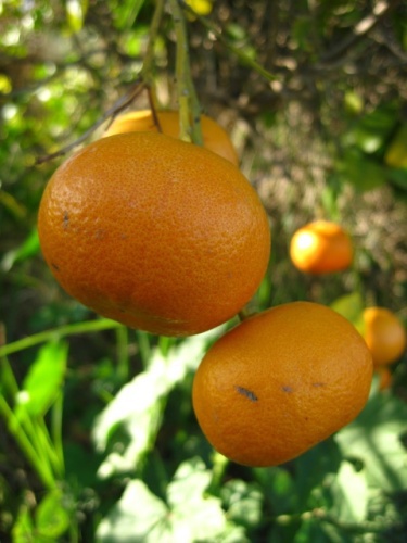 How to plant tangerines