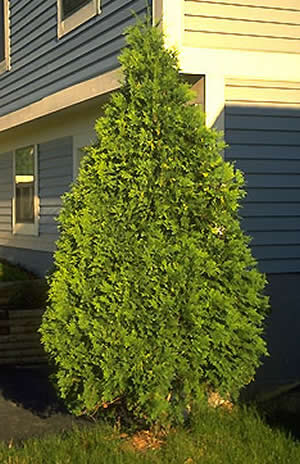 How to propagate thuja seeds