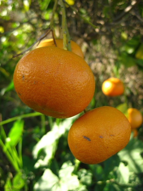 мандарины на дереве