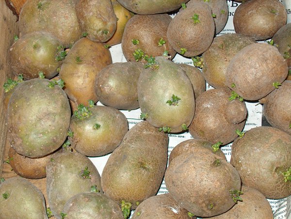 Как прорастить картошку