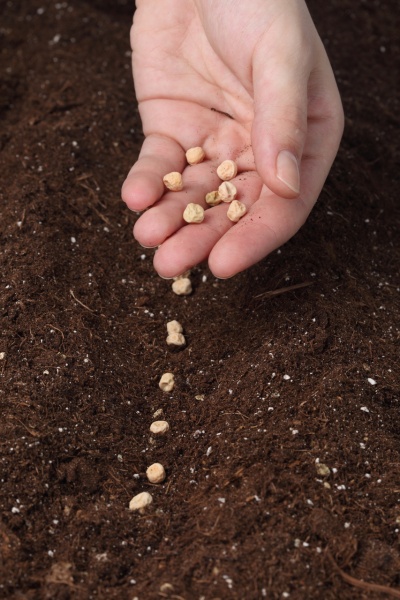 Как высаживать семена