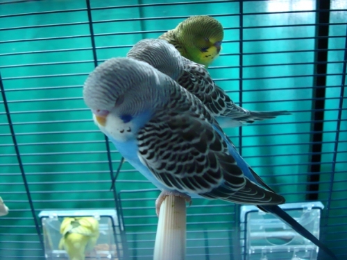 волннистые попугачики как заними ухживать