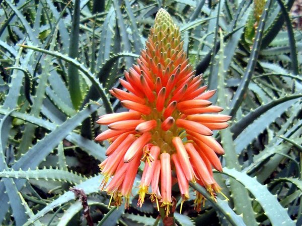 At aloe very decorative inflorescences. But to see the flowering of the aloe at home you will not be able