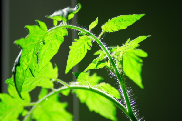 How to grow tomatoes in the open <b>soil</b>