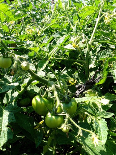 How to grow tomatoes in the open <b>soil</b>