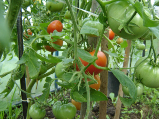 How to grow tomatoes outdoors