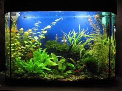 How to prepare water for aquarium