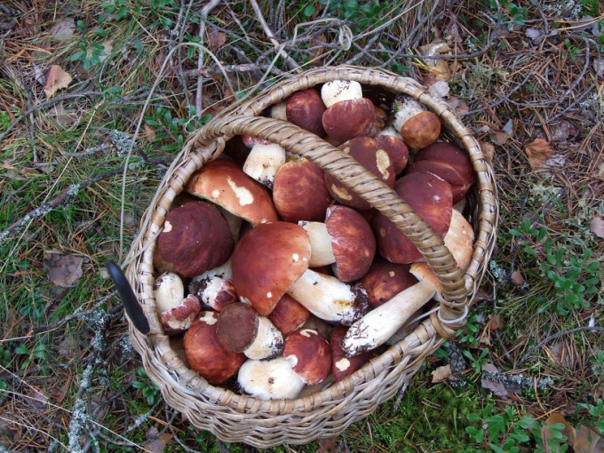 How to fry mushrooms