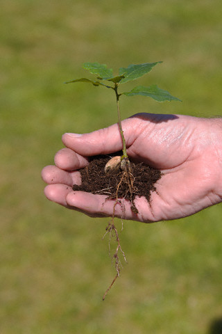 In the spring under the tree can be found already germinated acorns