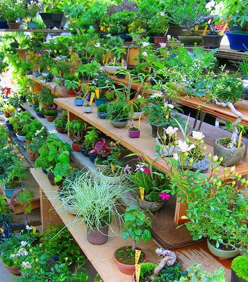 Как выращивать комнатные растения
