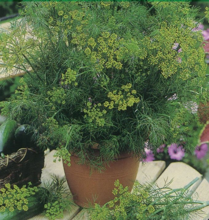How to grow dill at home