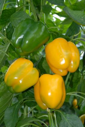 How to grow bell pepper