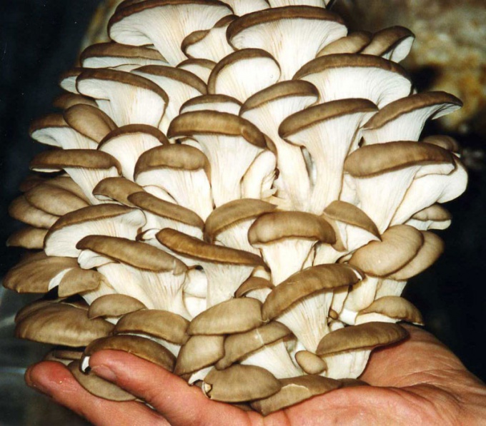 Как вырастить в своих условиях грибы вешенки