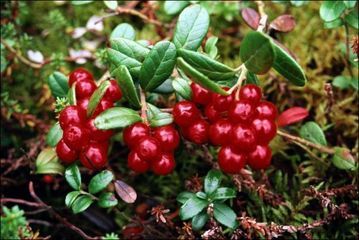 How to make cowberry leaves