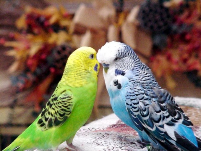 как подружить попугаев