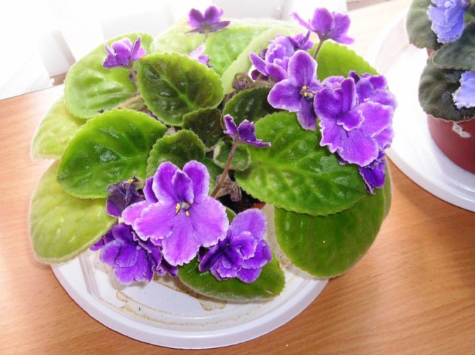 How to plant out violet?