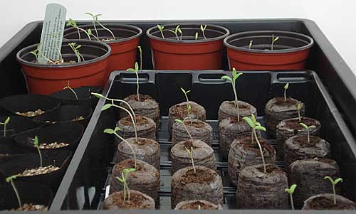 How to grow tomatoes