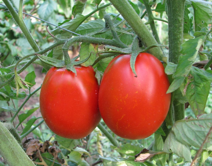 How to grow tomatoes