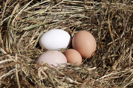 How to make nests for chickens