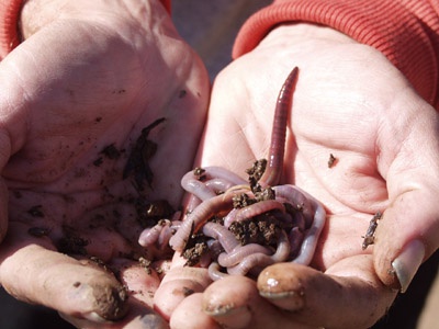 How to breed worms for fishing